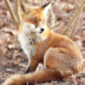 Meet your Posher, Lucas